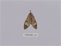 藏品(閃光玻燈蛾)的圖片